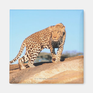 Gepard Magnet