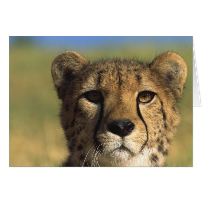 Gepard-Nahaufnahme (Vorderseite (Horizontal))