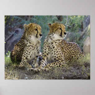 Gepard Poster