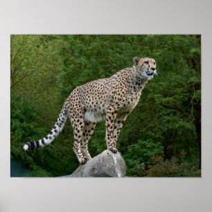 Gepard Poster