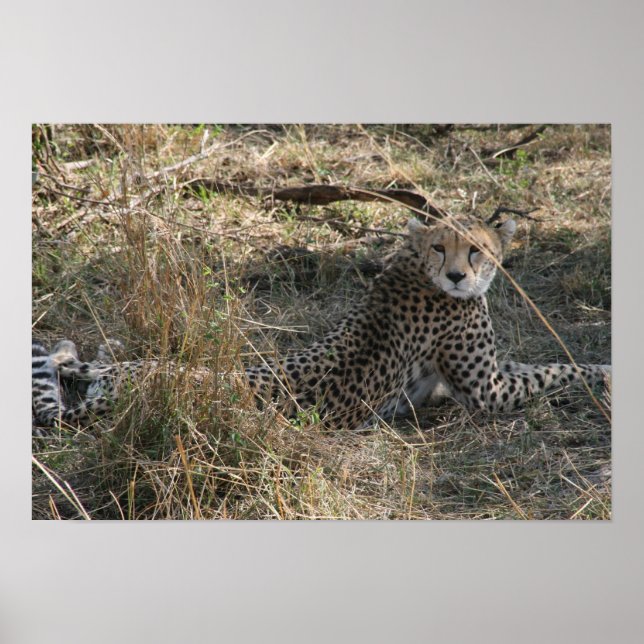 Gepard Poster (Vorne)