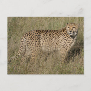 Gepard Postkarte