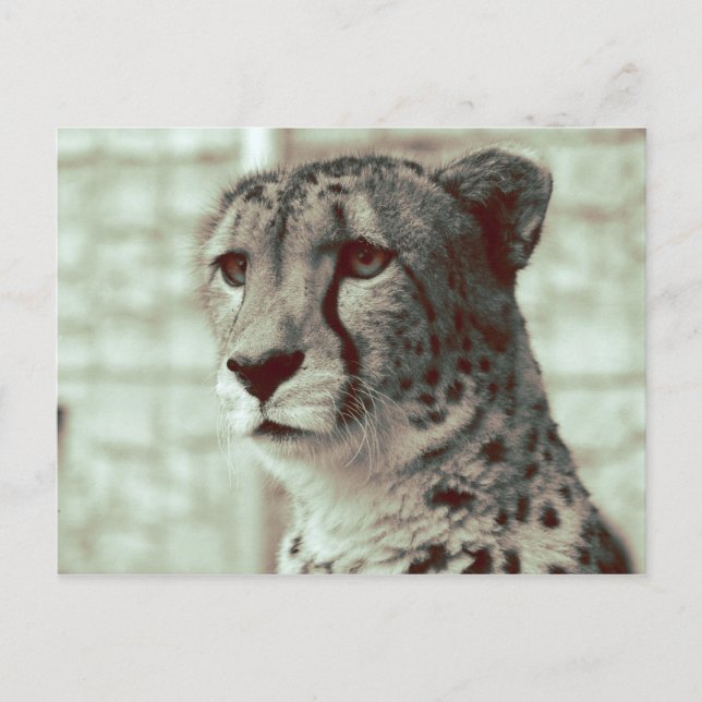Gepard Postkarte (Vorderseite)