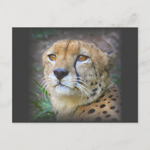 Gepard Postkarte