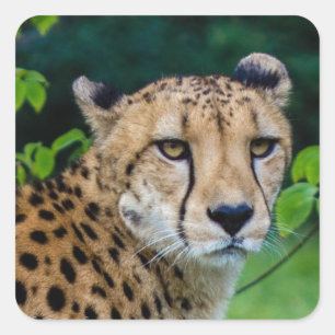 Gepard Quadratischer Aufkleber