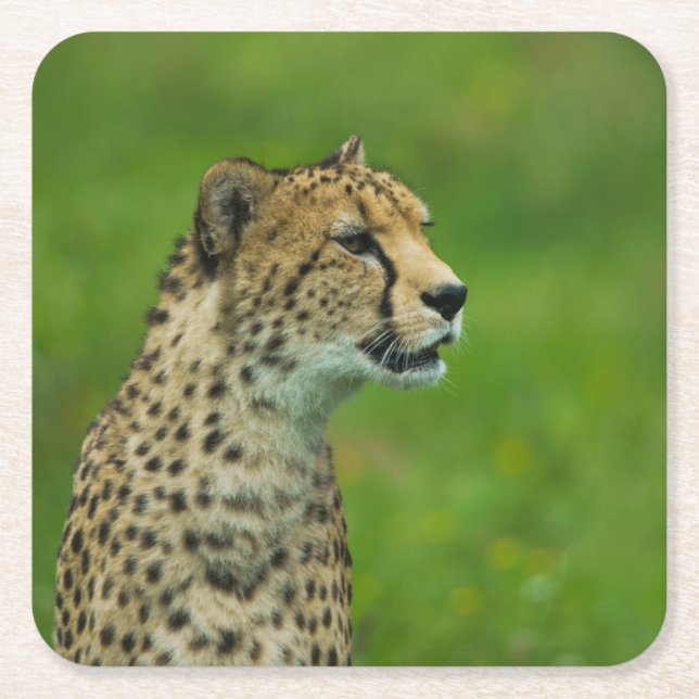 Gepard Rechteckiger Pappuntersetzer (Vorderseite)