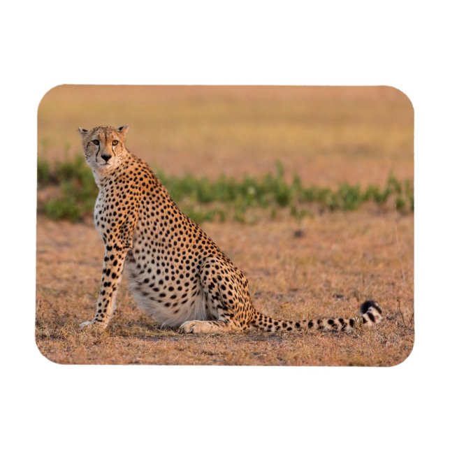 Gepard ruht am frühen Morgen Magnet (Horizontal)