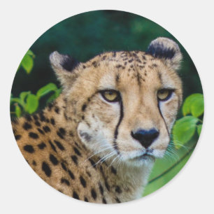 Gepard Runder Aufkleber