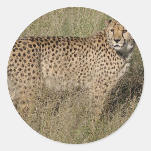 Gepard Runder Aufkleber (Vorderseite)