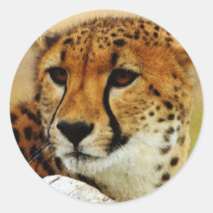 Gepard Runder Aufkleber