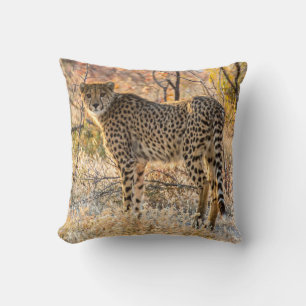 Gepard schaut sich um kissen