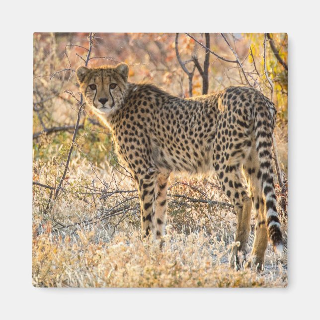 Gepard schaut sich um magnet (Vorne)