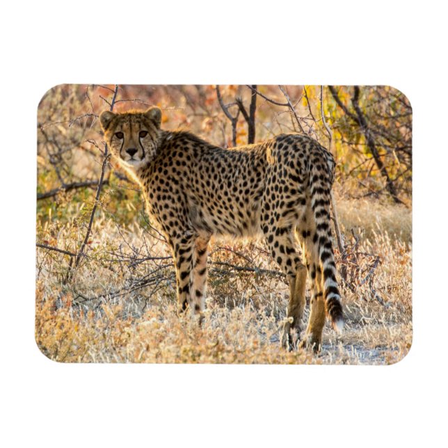 Gepard schaut sich um magnet (Horizontal)