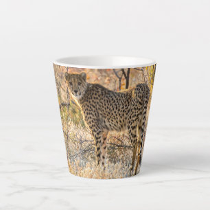 Gepard schaut sich um milchtasse