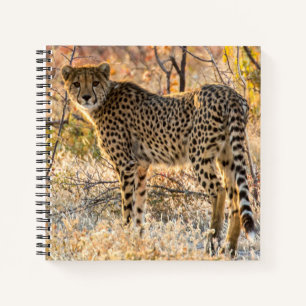 Gepard schaut sich um notizbuch