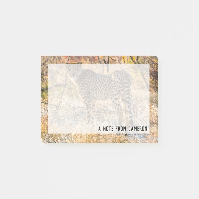 Gepard schaut sich um post-it klebezettel (Vorderseite)