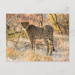 Gepard schaut sich um postkarte