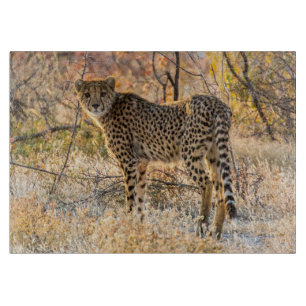 Gepard schaut sich um schneidebrett