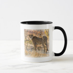 Gepard schaut sich um tasse