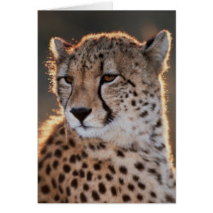 Gepard schaut weg