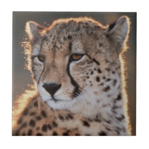 Gepard schaut weg fliese