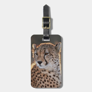 Gepard schaut weg gepäckanhänger