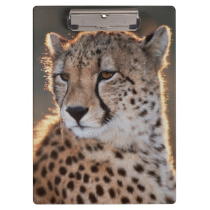 Gepard schaut weg klemmbrett