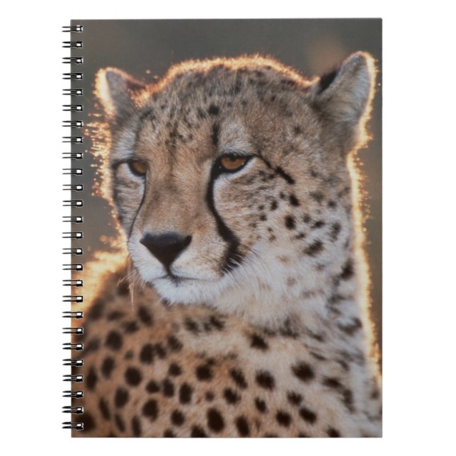 Gepard schaut weg notizblock (Vorderseite)