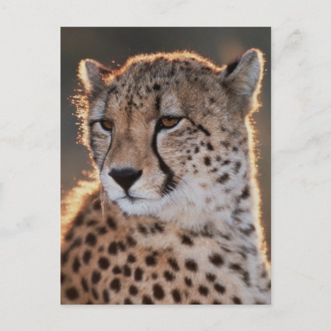 Gepard schaut weg postkarte (Vorderseite)