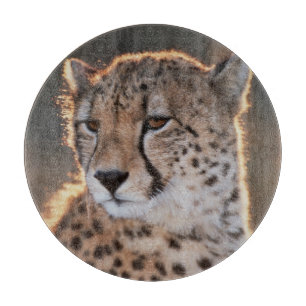 Gepard schaut weg schneidebrett