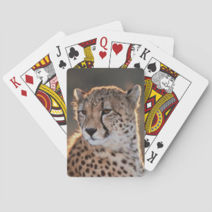 Gepard schaut weg spielkarten