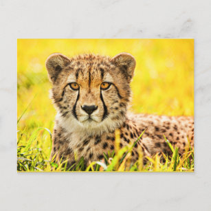 Gepard, Tier der Katzenfamilie Postkarte