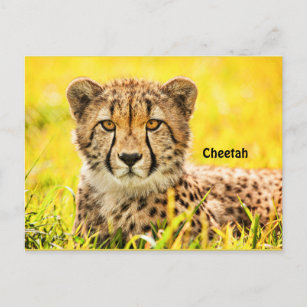 Gepard, Tier der Katzenfamilie Postkarte