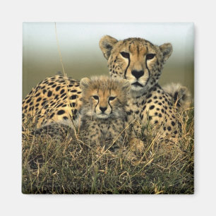 Gepard und CUB Magnet