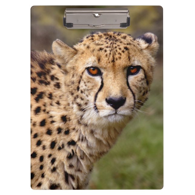 Gepard-Zwischenablage Klemmbrett (Vorderseite)