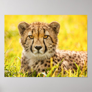Geparde im Gras Poster