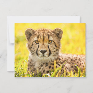 Geparde im Gras Postkarte