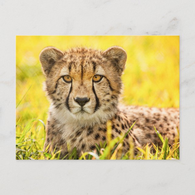 Geparde im Gras Postkarte (Vorderseite)