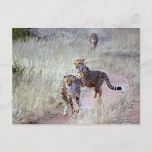 Geparde in Namibia Postkarte