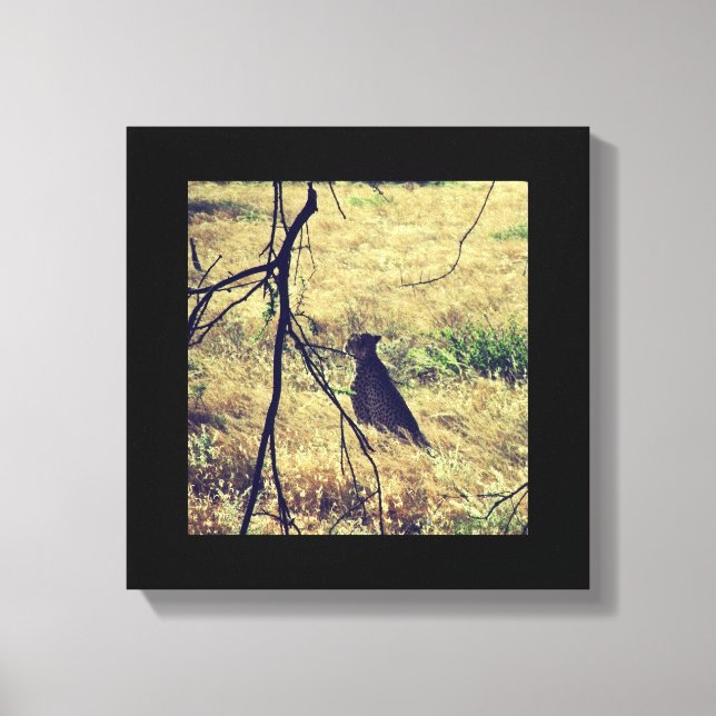 Geparde in Samburu Leinwanddruck (Vorderseite)