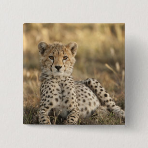 Geparden, Acinonyx jubatus Button