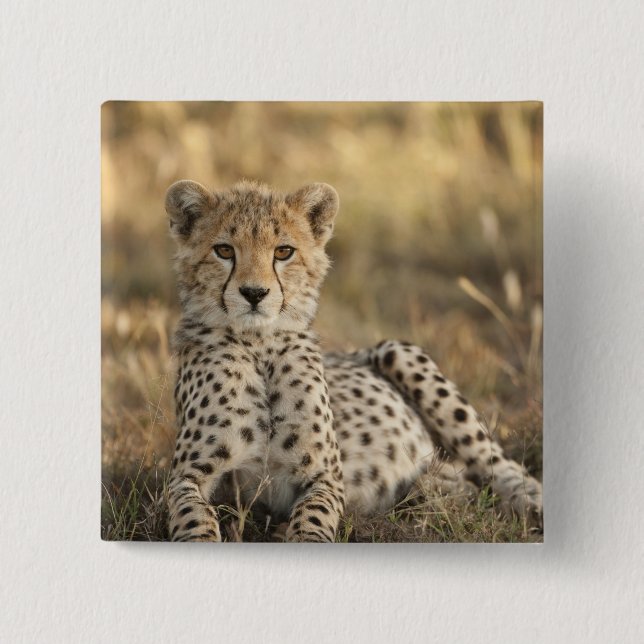 Geparden, Acinonyx jubatus Button (Vorderseite)