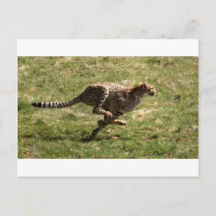 Geparden (Acinonyx jubatus), ganze Galopp Postkarte