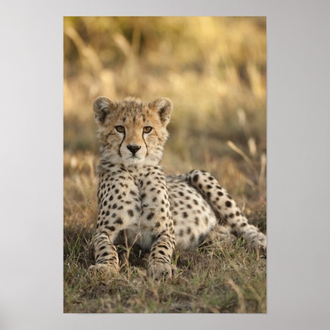 Geparden, Acinonyx jubatus, kleiner Junge Poster (Vorne)