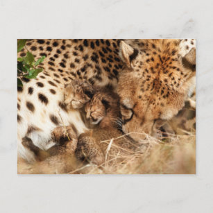 Geparden (Acinonyx Jubatus) Postkarte