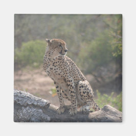 Geparden auf einem gefallenen Baum in freier Wildb Magnet