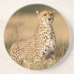 Geparden auf kleinen Hügeln für bessere Sichtbarke Getränkeuntersetzer