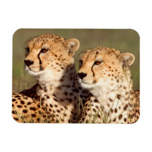 Geparden, die in Gras liegen, Erhaltung von Ngoron Magnet