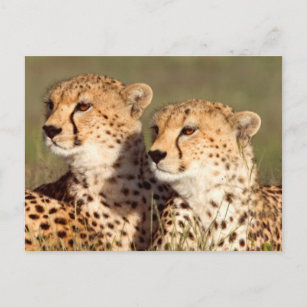Geparden, die in Gras liegen, Erhaltung von Ngoron Postkarte