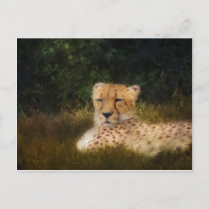 Geparden im Fossil Rim Wildlife Centre Postkarte